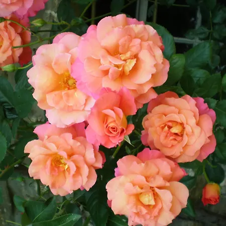 埃托夫公寓 招待所