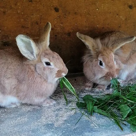 Reithof ゲストハウス ザンクト・ヨーハン・イム・ポンガウ